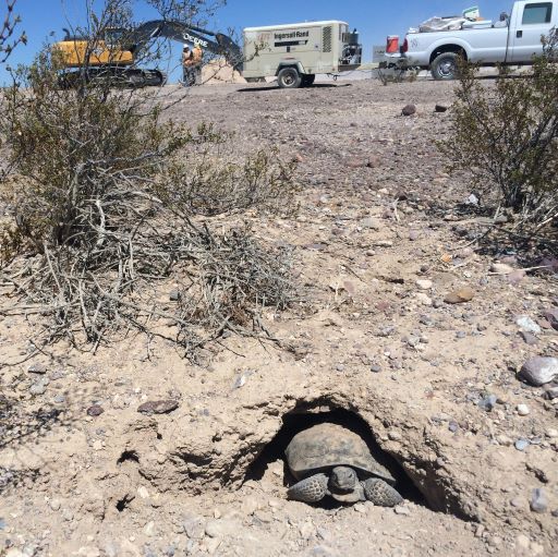 Desert Tortoise near construction equipment