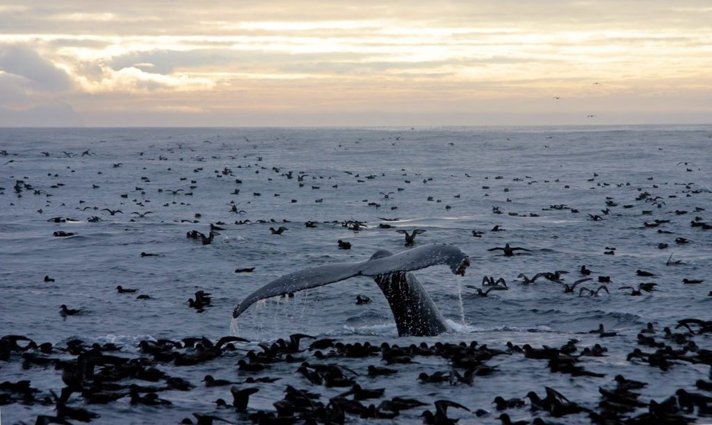 Humpback whale and shearwaters feeding