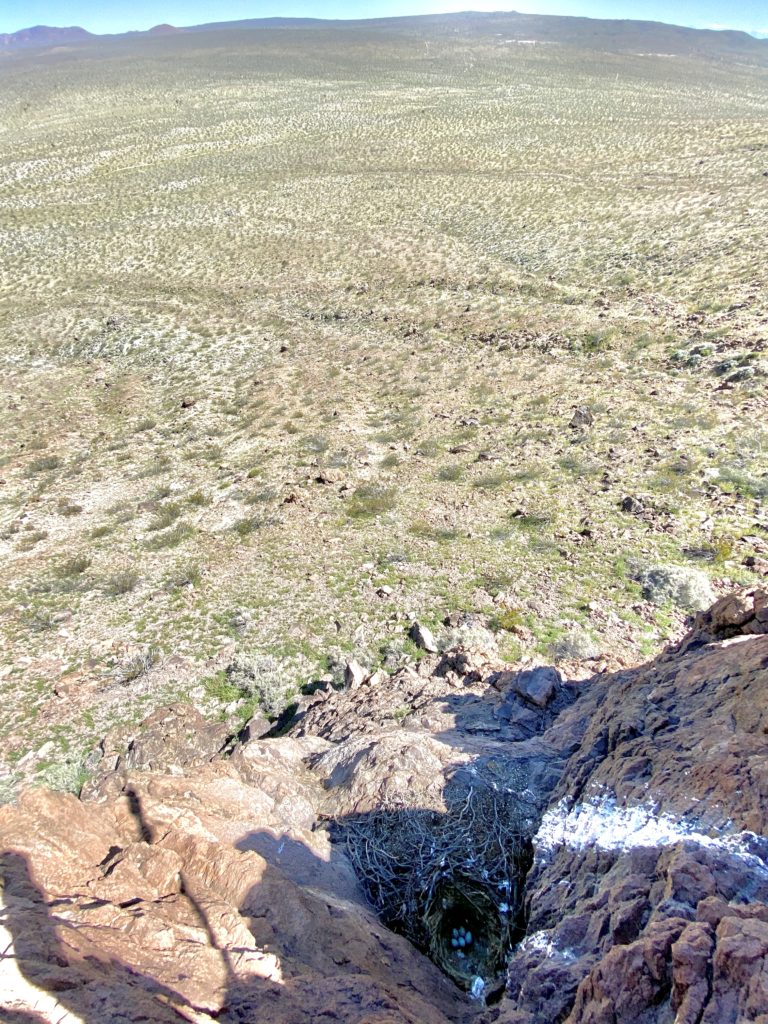 raven nest contents as seen from drone footage