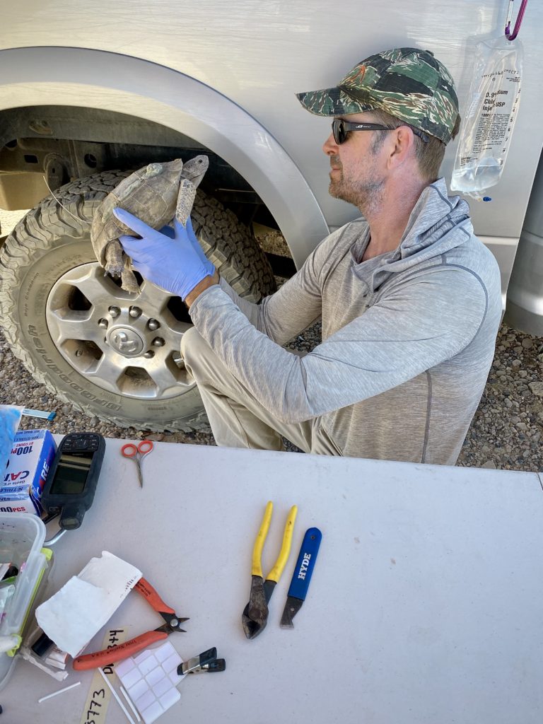 biologist assessing desert tortoise health