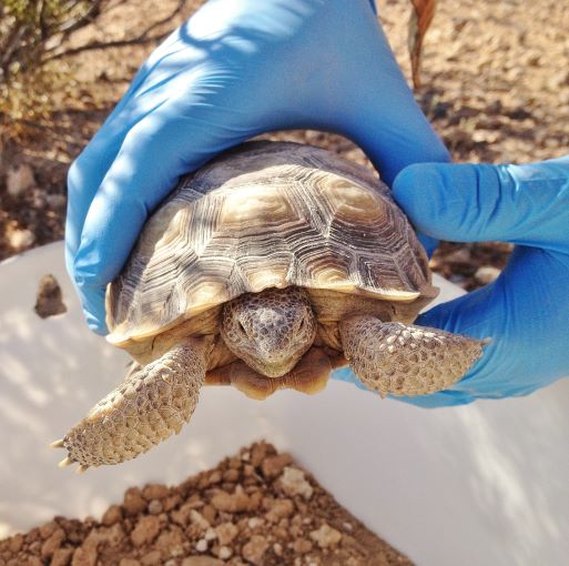 subadult tortoise