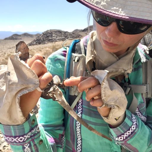 Biologist inspecting collared lizard