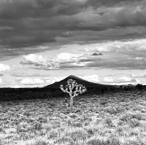 Joshua Tree in front of hill in black and white