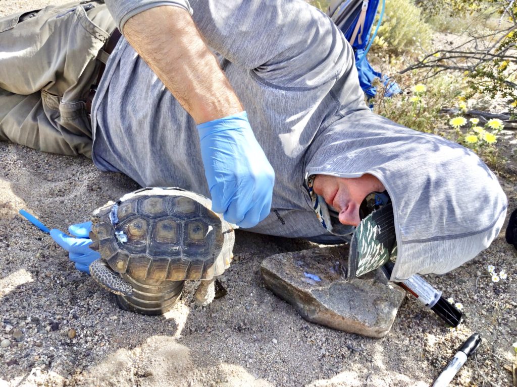 Biologist attaches transmitter to tortoise