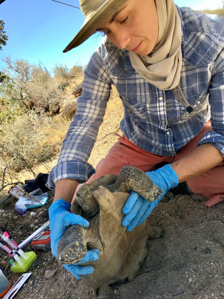 biologist handles desert tortoise for health assessment