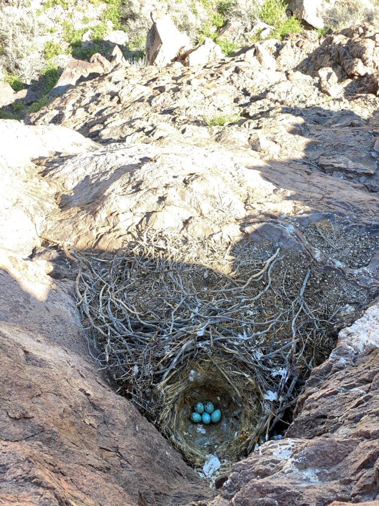 contents of raven nest as seen from above - drone footage