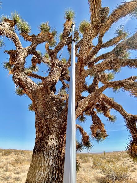 pole oiling of raven nest in Joshua tree